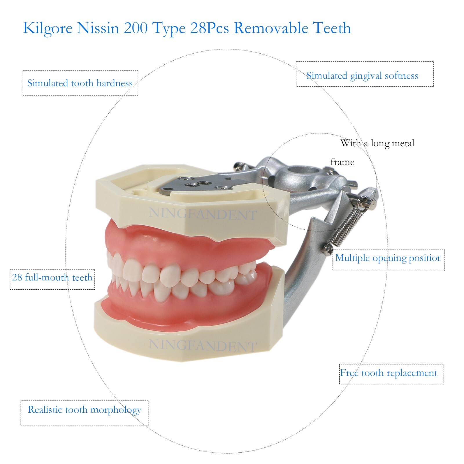 US Dental Typodont Model With Mounting Pole Fit Kilgore Nissin 200 Columbia Type