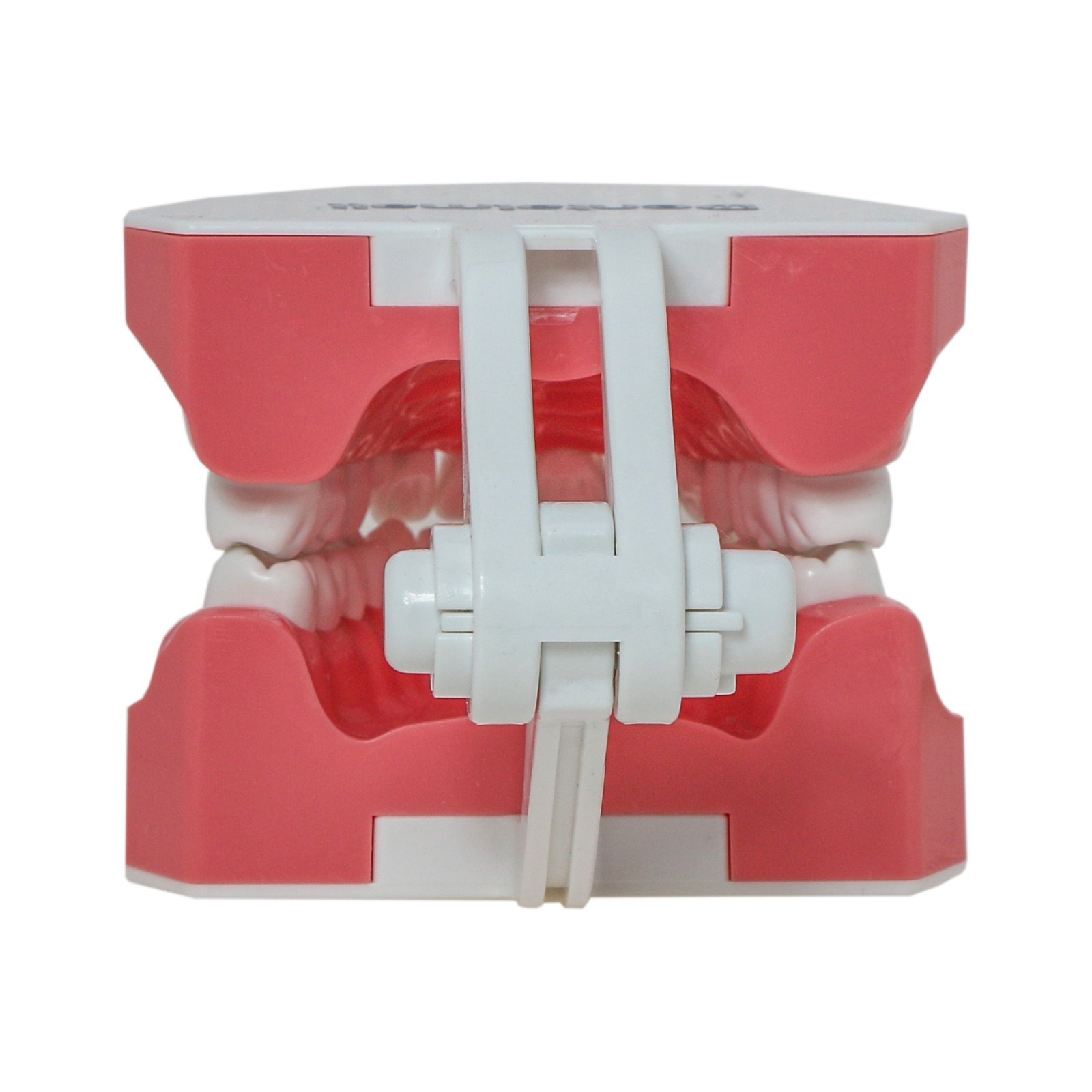US Dental Teeth Typodont Model for Brushing Flossing Practice Teaching Study