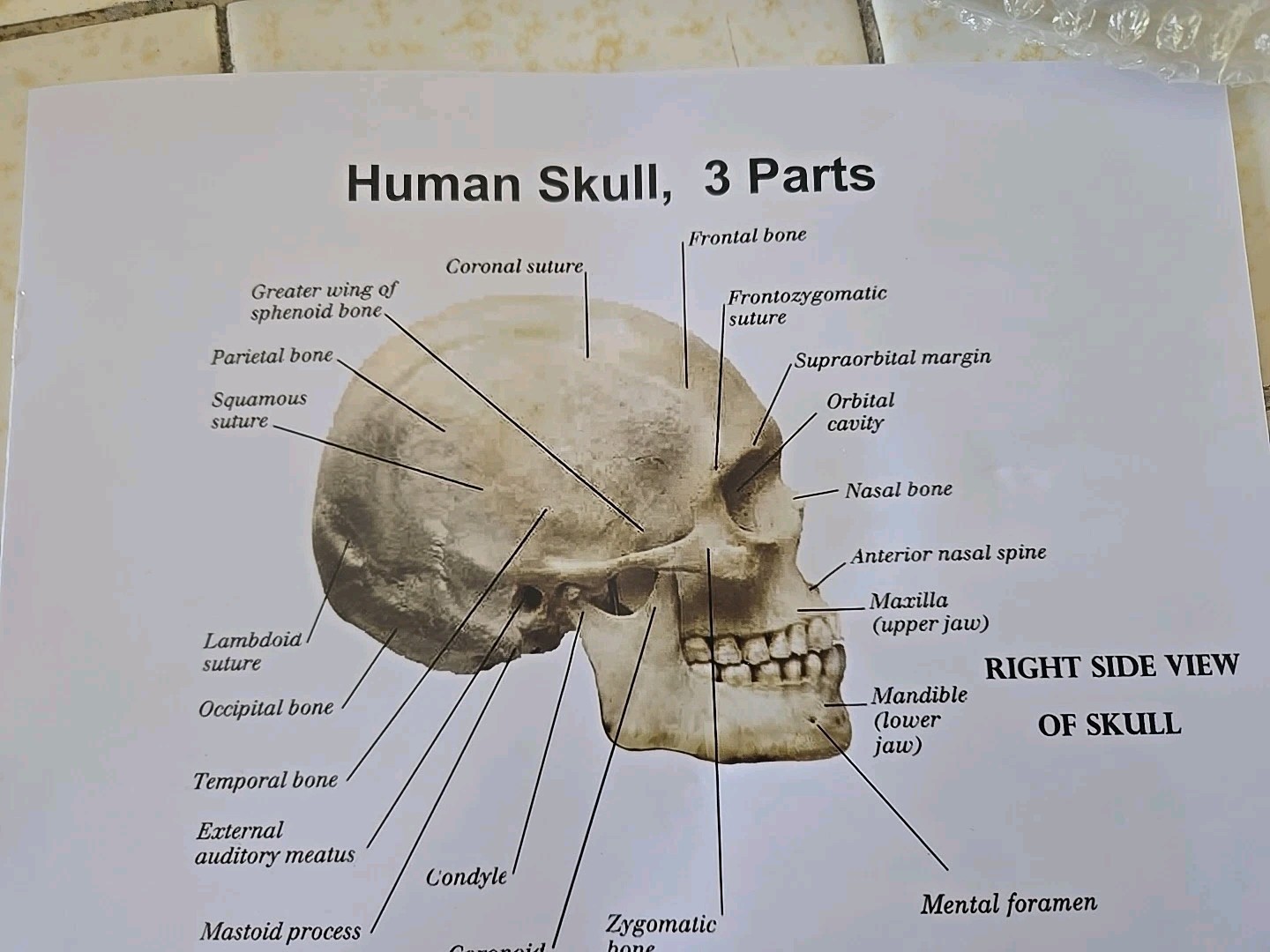 Human Skull with Sutures 3 Part Anatomical Model, Medical Curiosities New In Box
