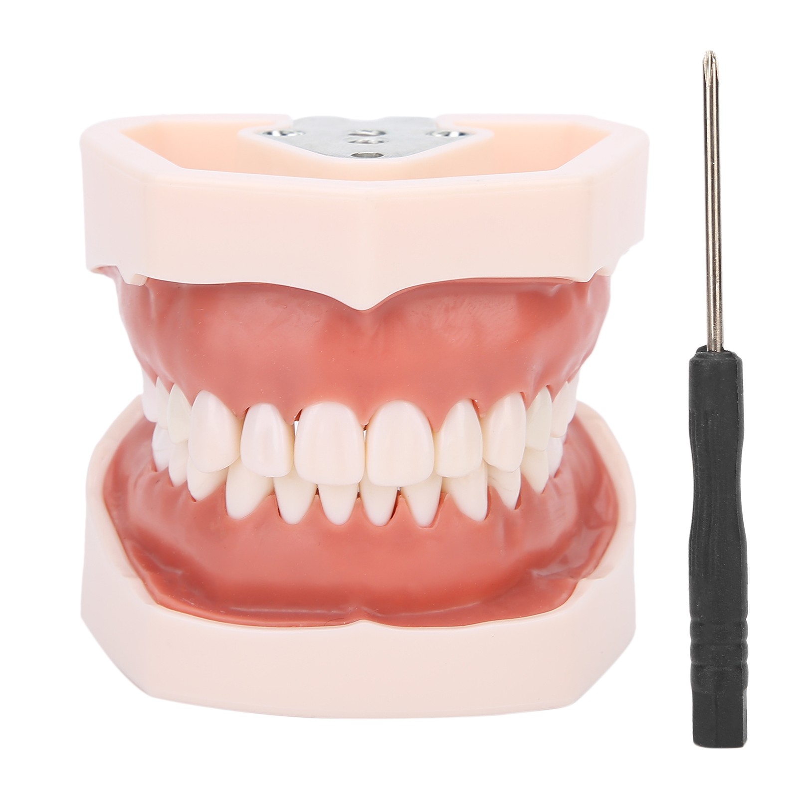 Detachable Teeth Model Simulation Dental Teeth Model For Teaching Practice With❀