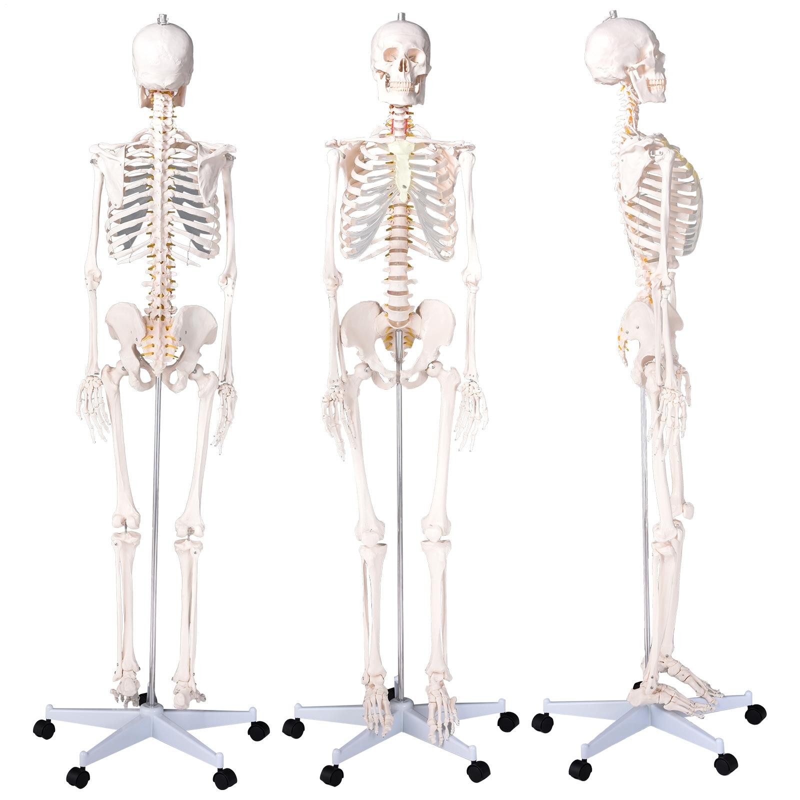Human Skeleton Model Anatomical Skeleton Life Size