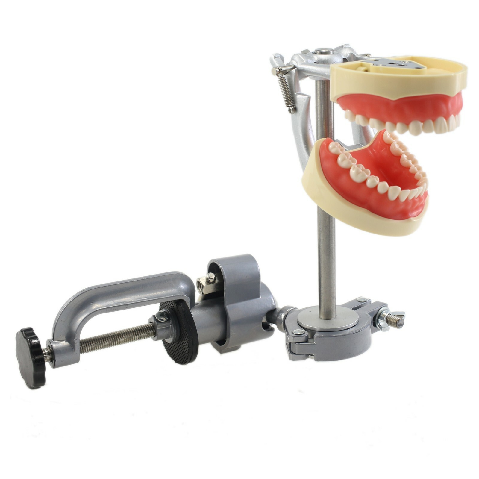 Dental Typodont Model Replacement 32PCS Teeth Mounting Pole Kilgore Nissin 200