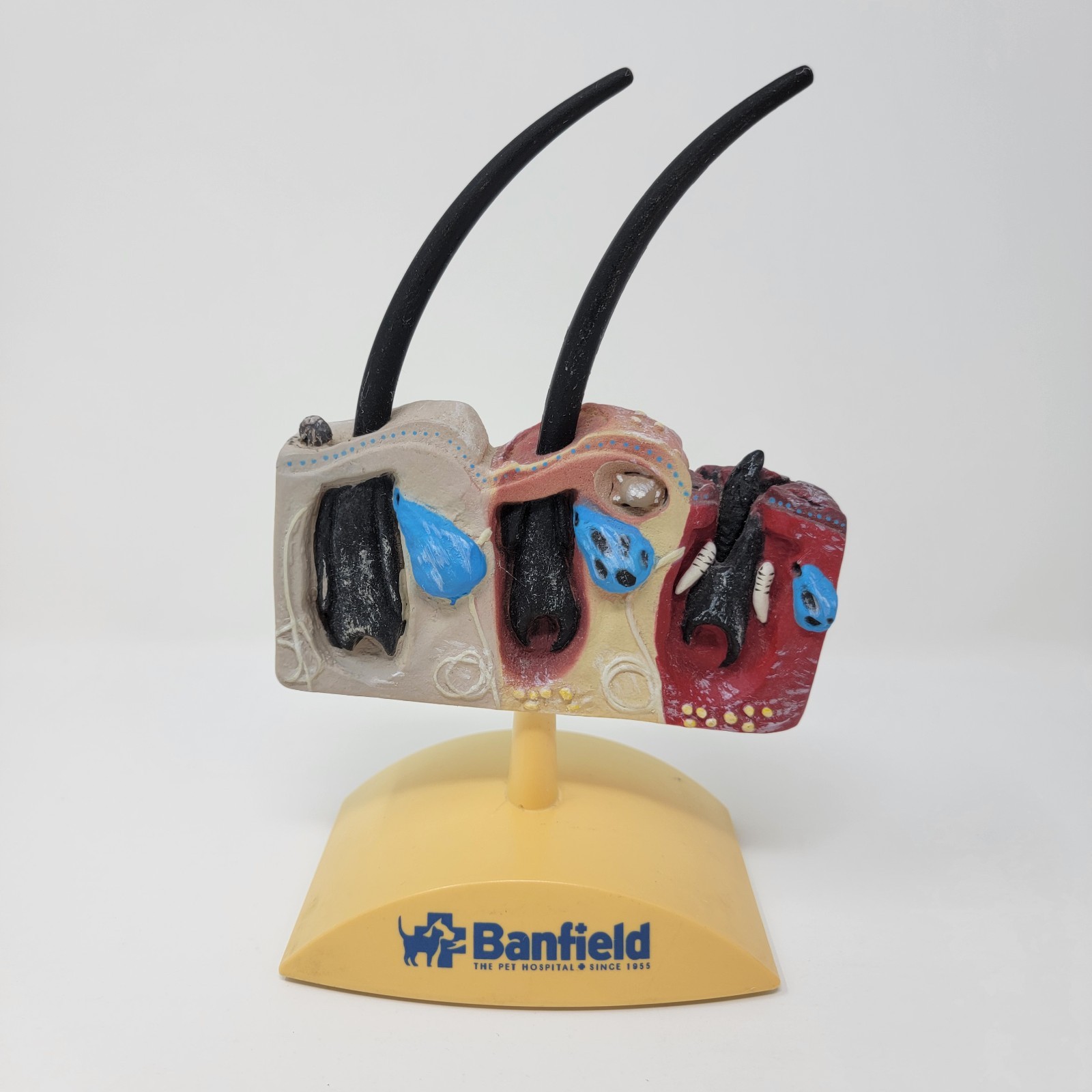 Banfield Veterinary Plastic Anatomical Model for Education – Canine Skin