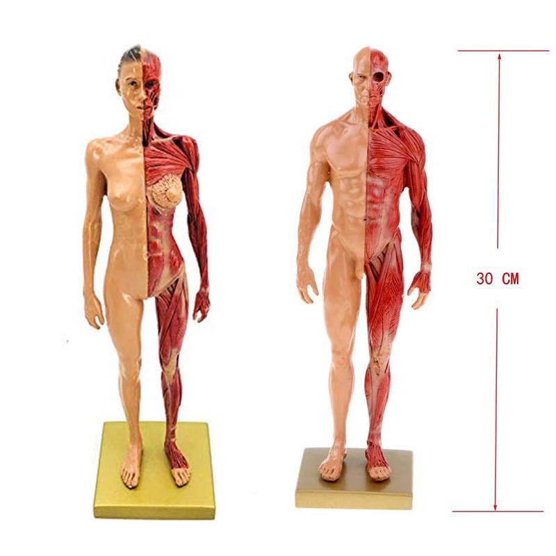 30cm Male Female Resin Human Anatomy Muscle Skeleton Model for Biologia Surgical