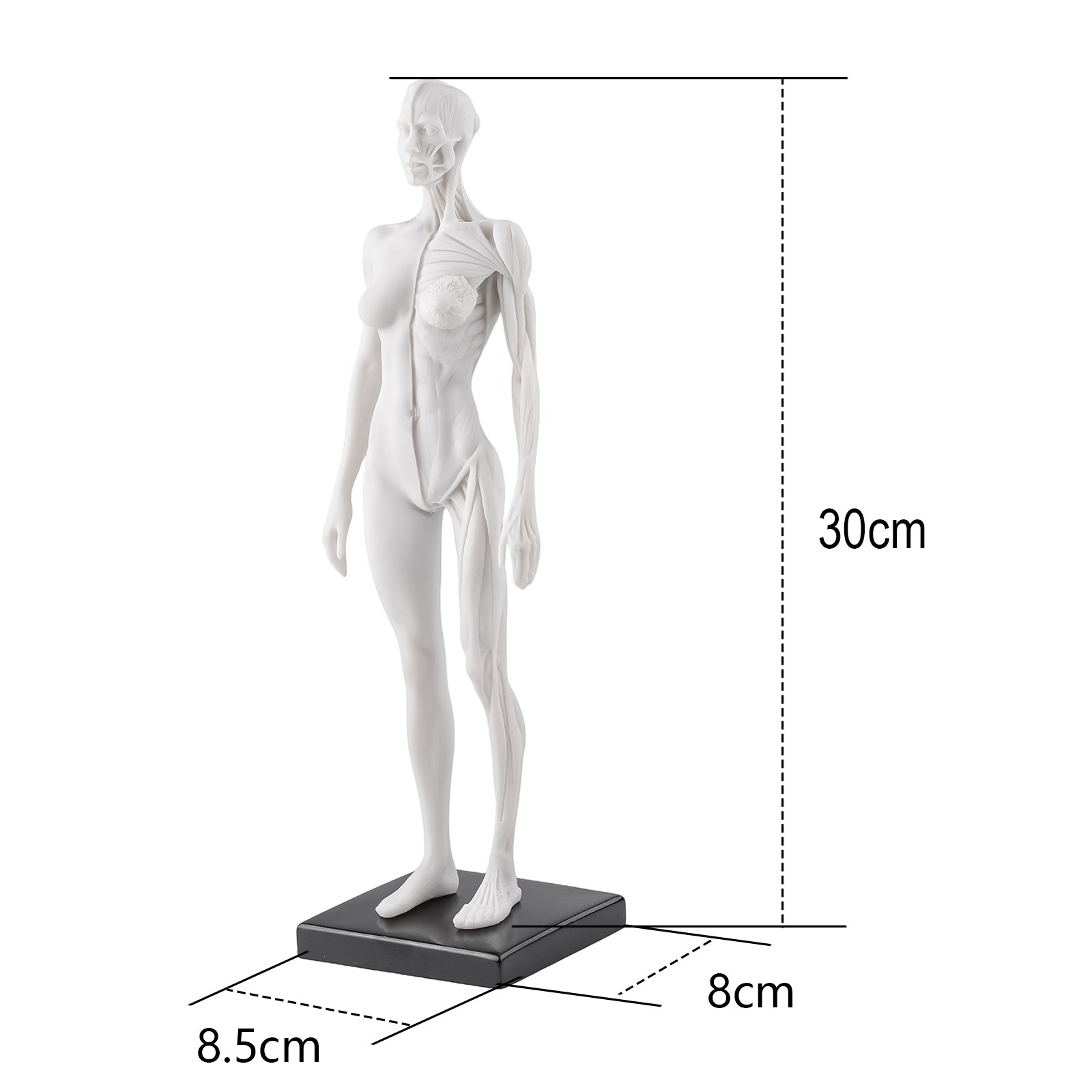 30cm Female Anatomy Figure Anatomical Model of Skull Bone Artist Drawing Manikin