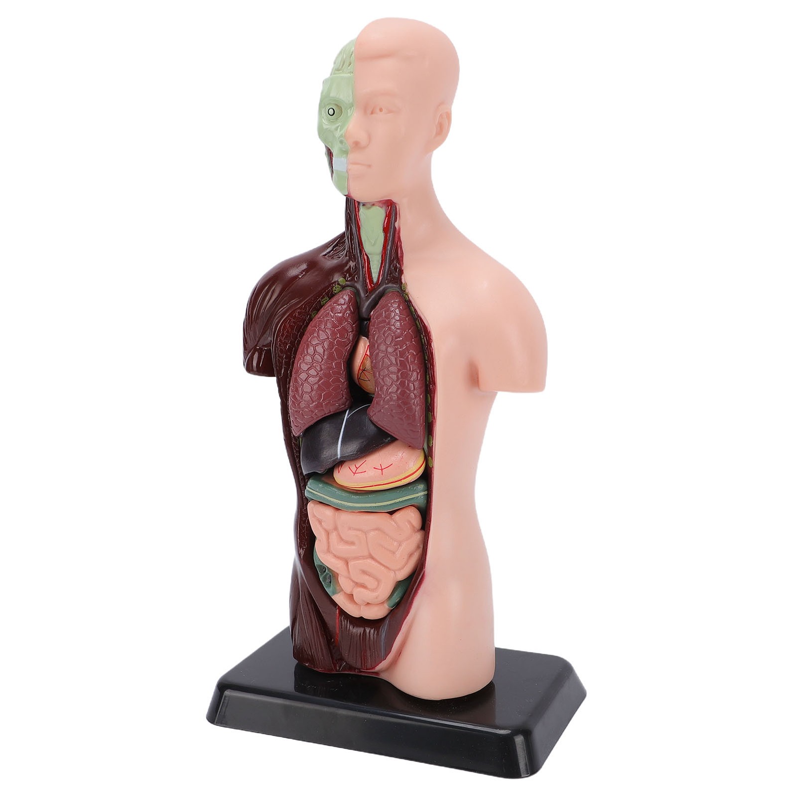 Interactive Human Body Model Organ Replica Education V1