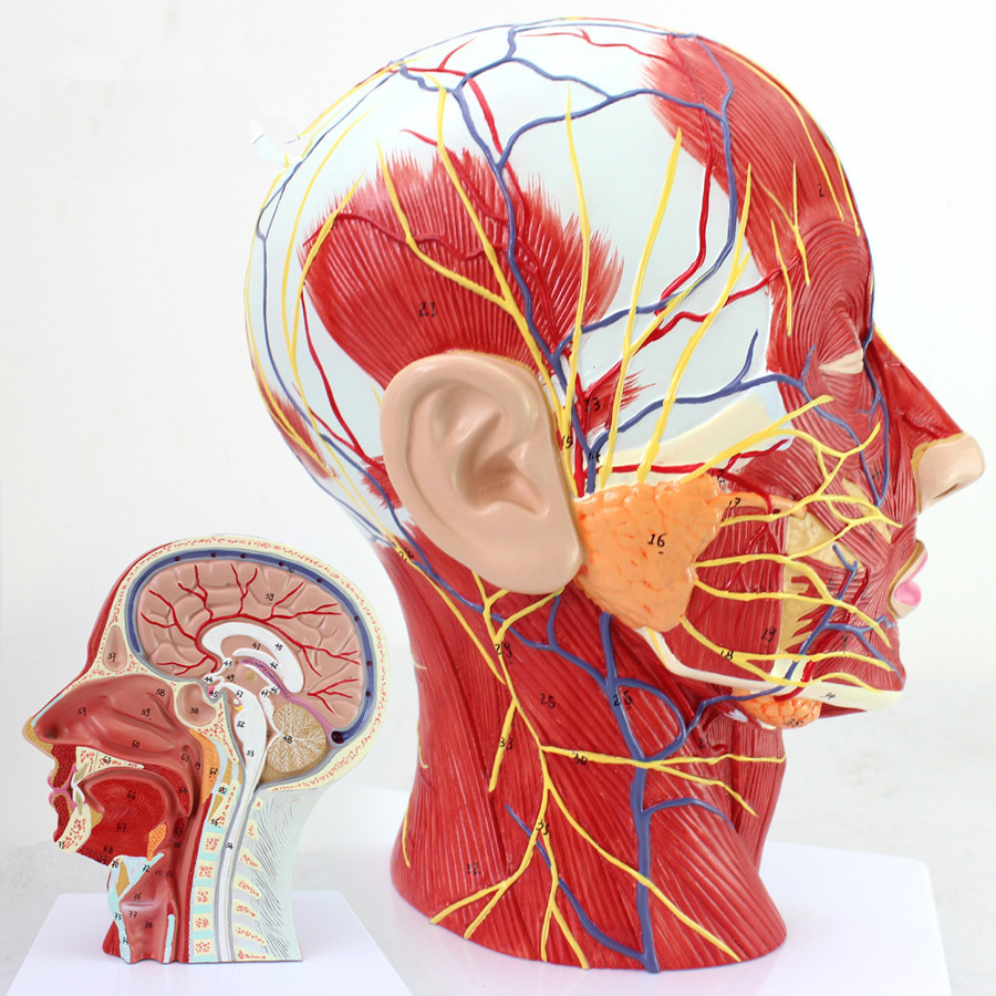 2020 New Medical Anatomical Model of Half Head And Neck with Vessels 27*10*20cm