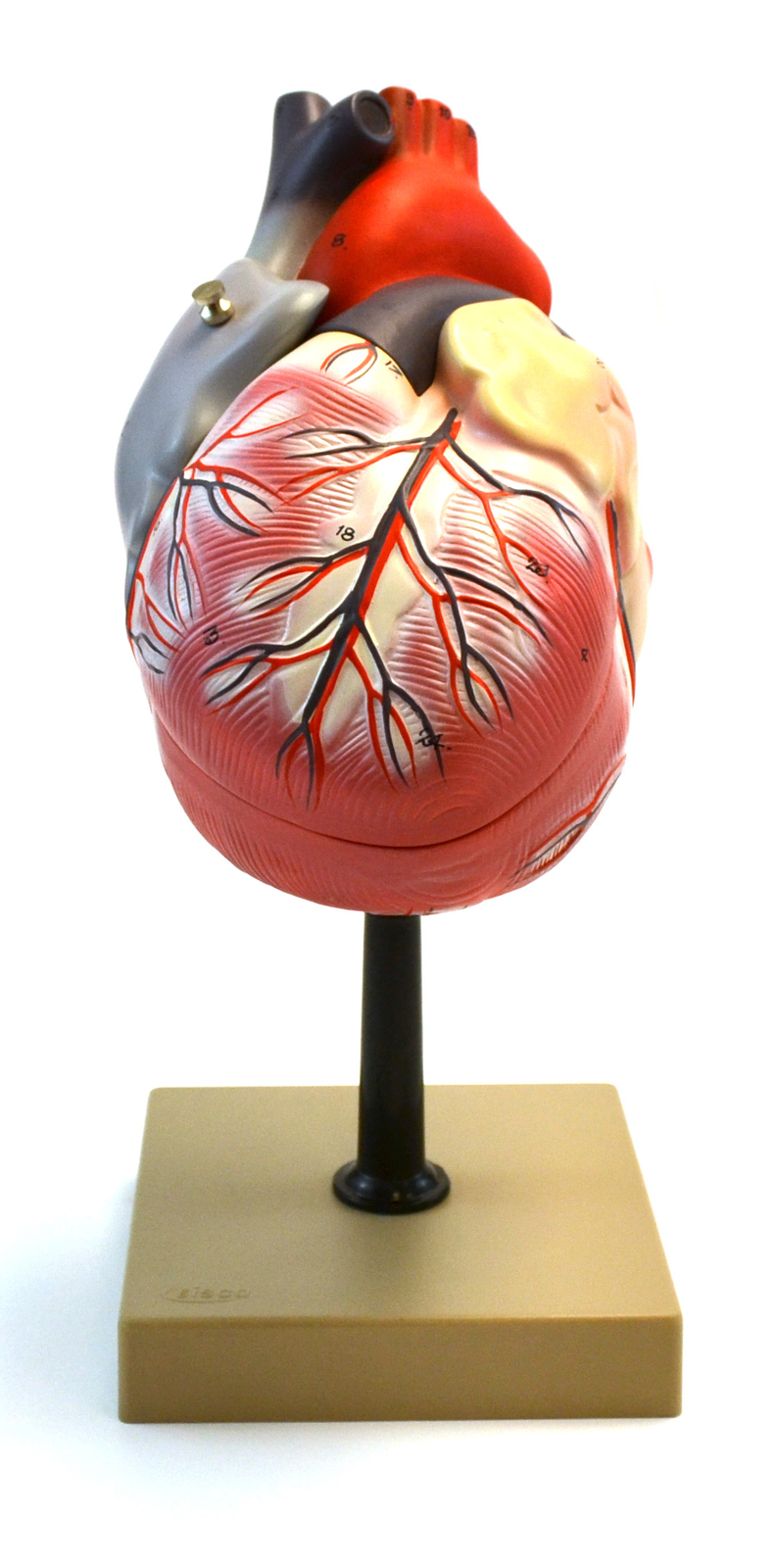Eisco Labs Human Heart Model, 2x Life Size, 3 Part, 12″ Tall