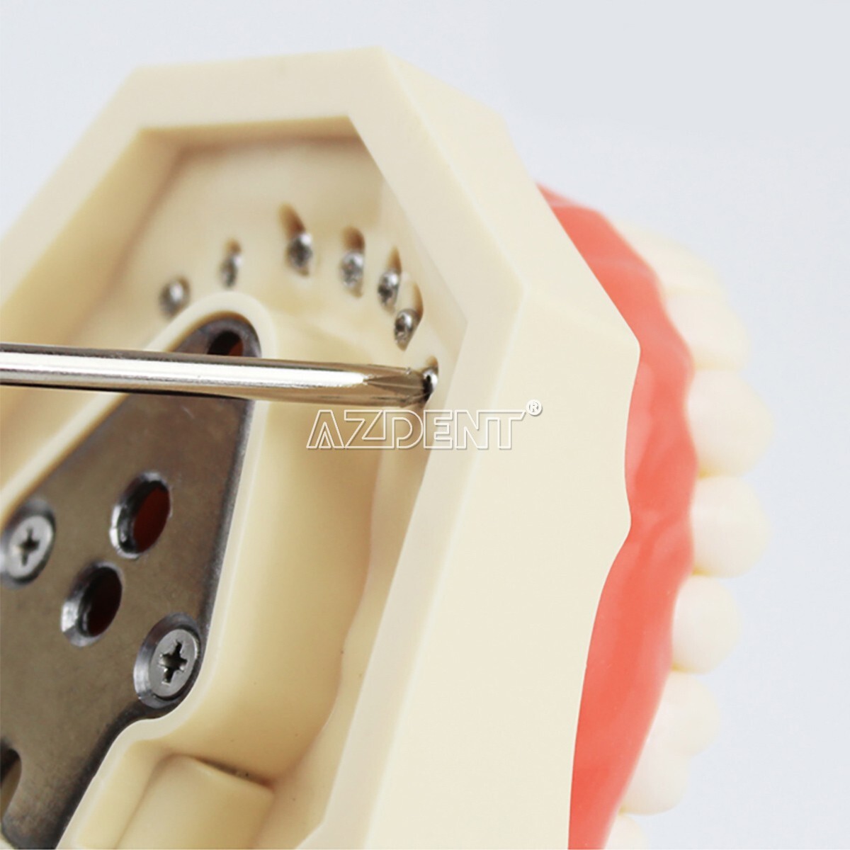 Kilgore NISSIN 200 Type Dental Typodont Model/Implant Denture Restoration Model