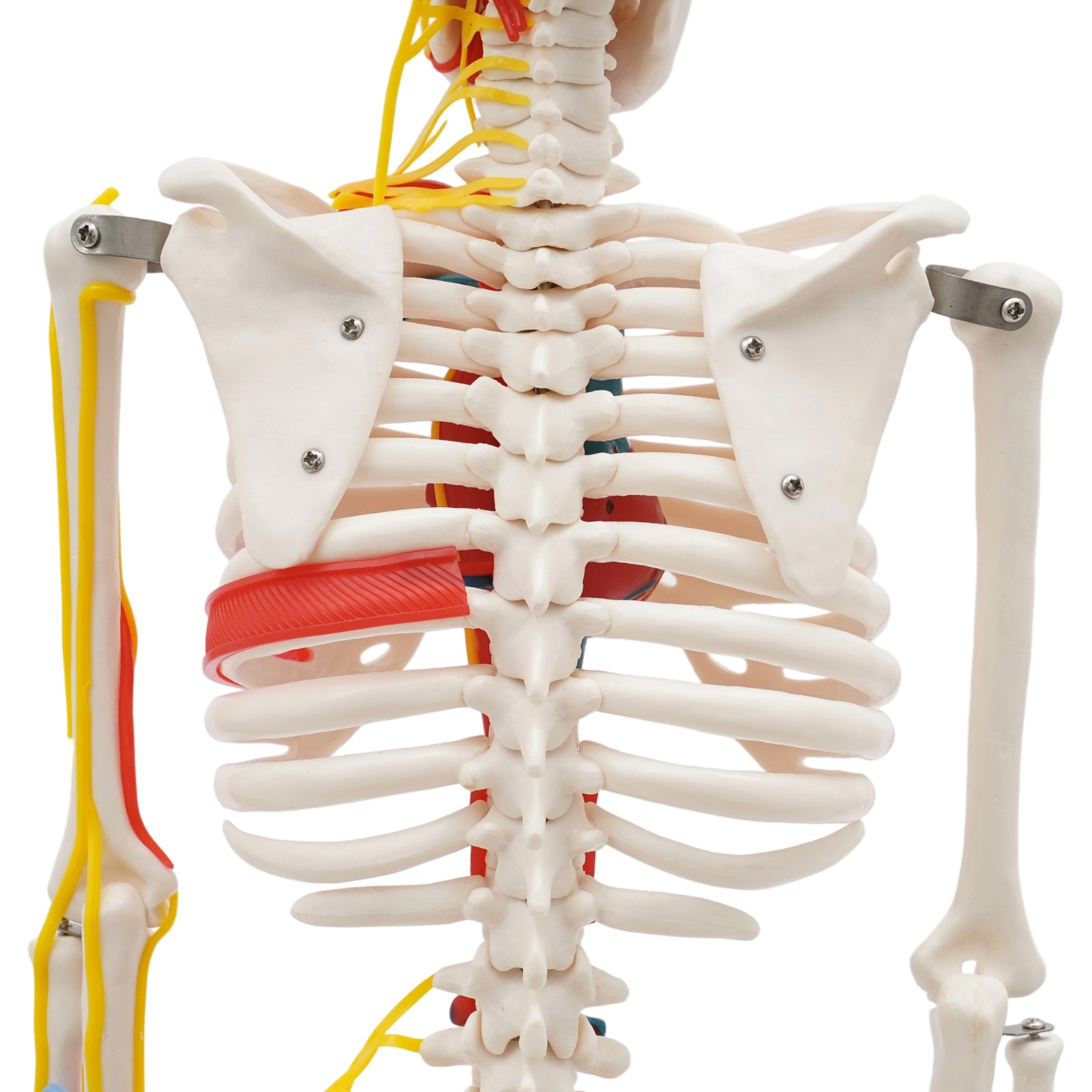 33.46″ Model Skeleton Anatomical Human Anatomy Medical Stand For Teaching