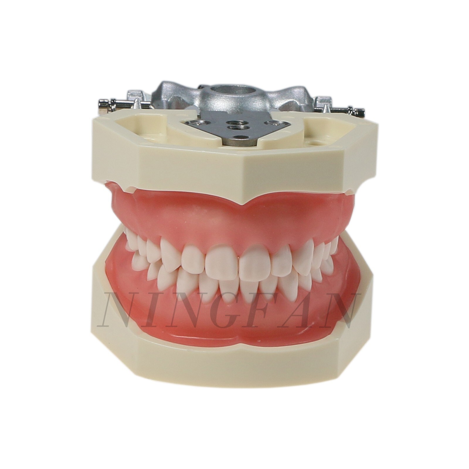 US Dental Typodont Model With Mounting Pole Fit Kilgore Nissin 200 Columbia Type