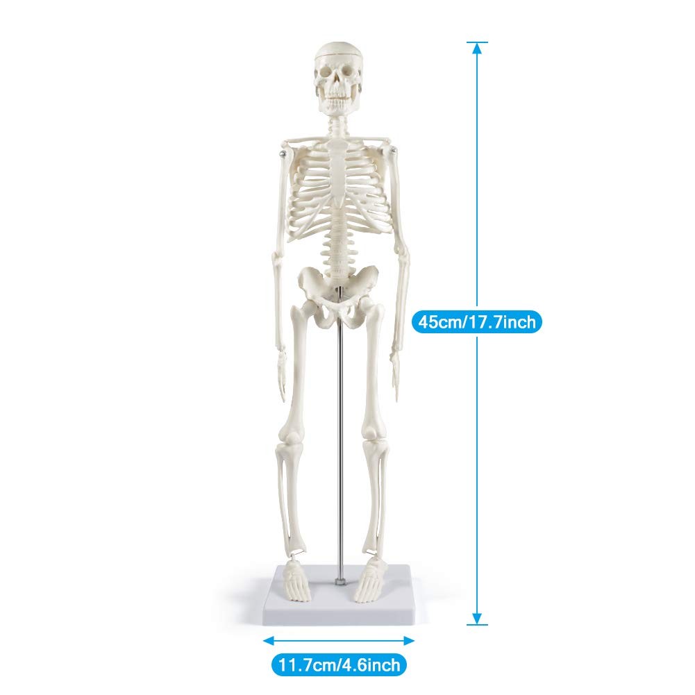 breesky Human Skeleton Model for Anatomy: 17” Human Skeleton Model with Movab…