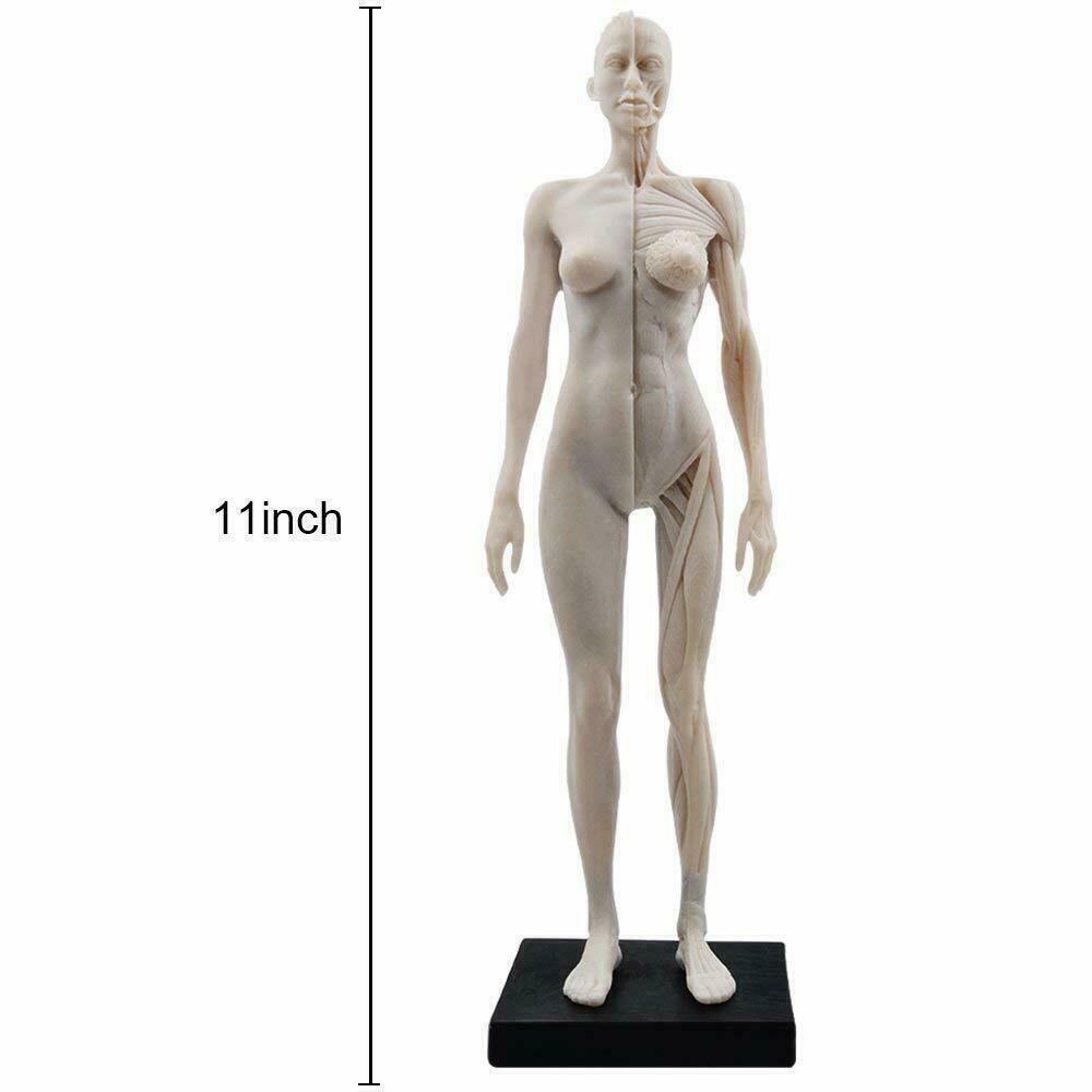 30cm Human Anatomical Model Art Anatomical Figure Male+Female White US STOCK