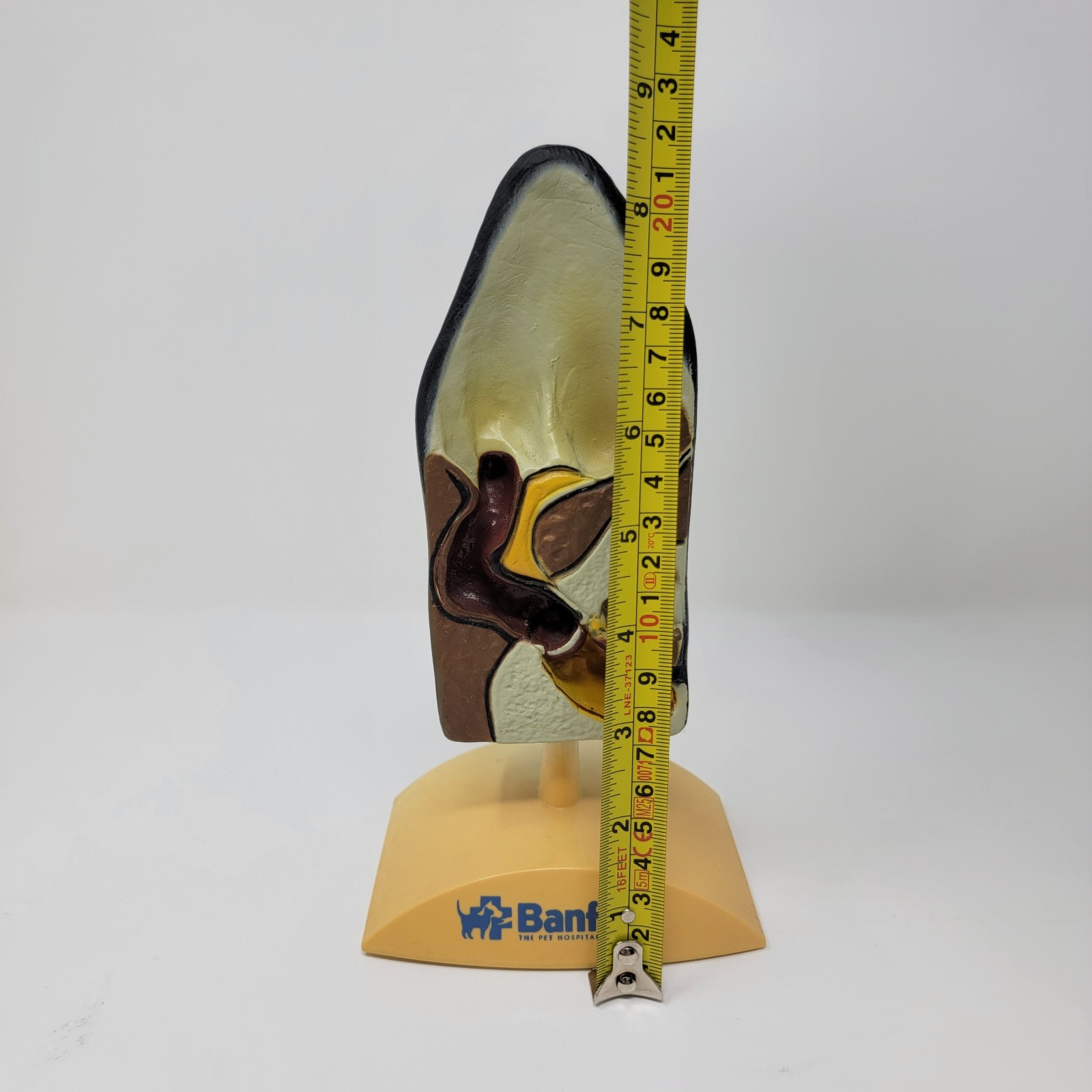 Banfield Veterinary Plastic Anatomical Model for Education – Canine Ear