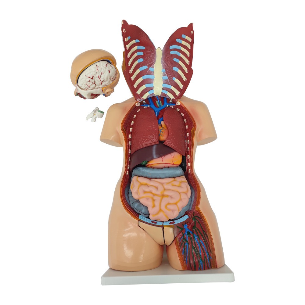 Detachable Human Torso Model Medical 31.89 in Dual-Sex Torso Anatomy Model