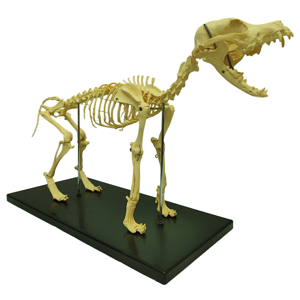 Canine Skeleton Model PVC Dog Model Bones Standard Size Education Display Model