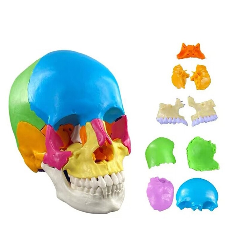 Human Anatomical Skull Model Life Size Organ Anatomical Model Detachable Anatomy