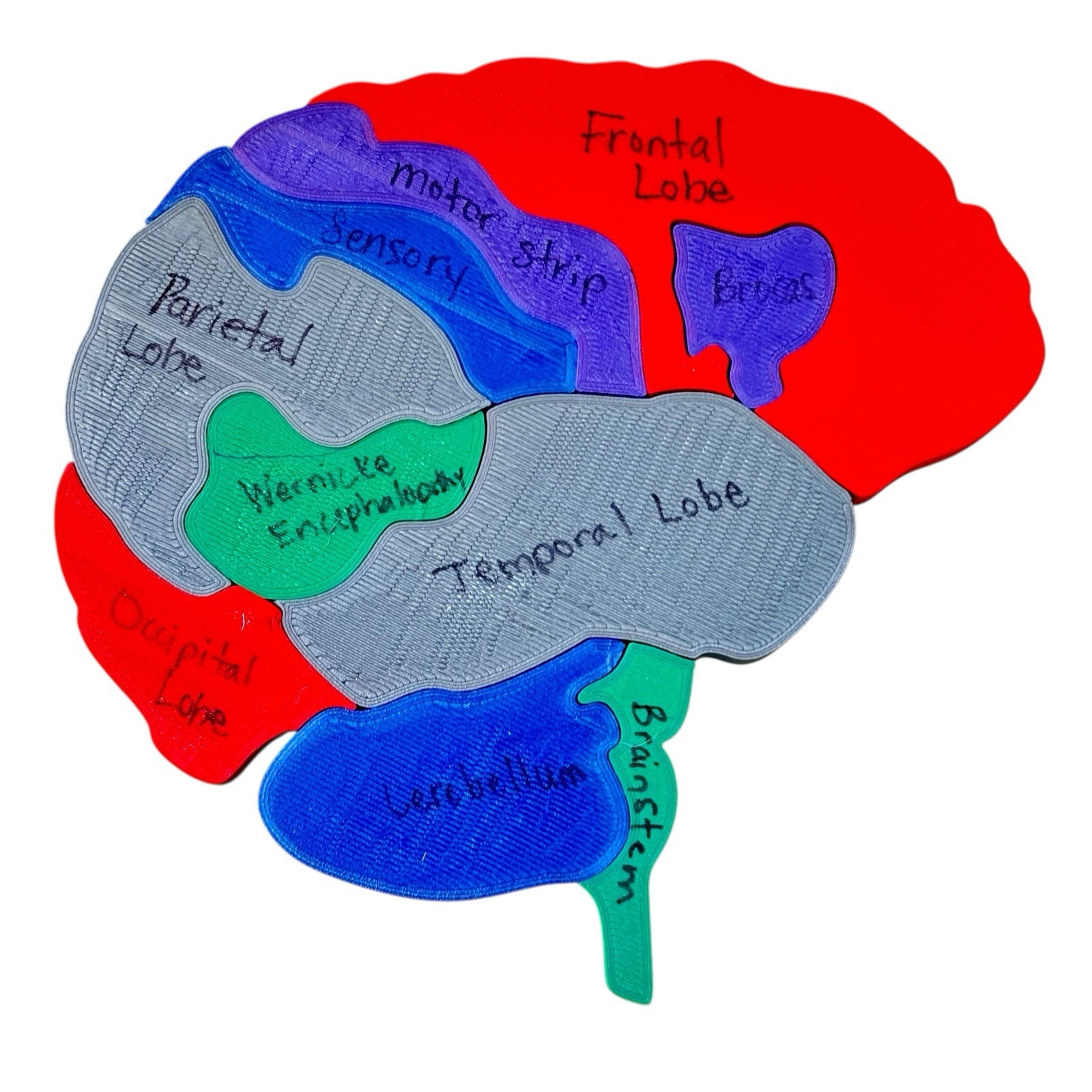 PVC Human Brain Model 3D Puzzle Labeled Functional Anatomy Psychology Medical