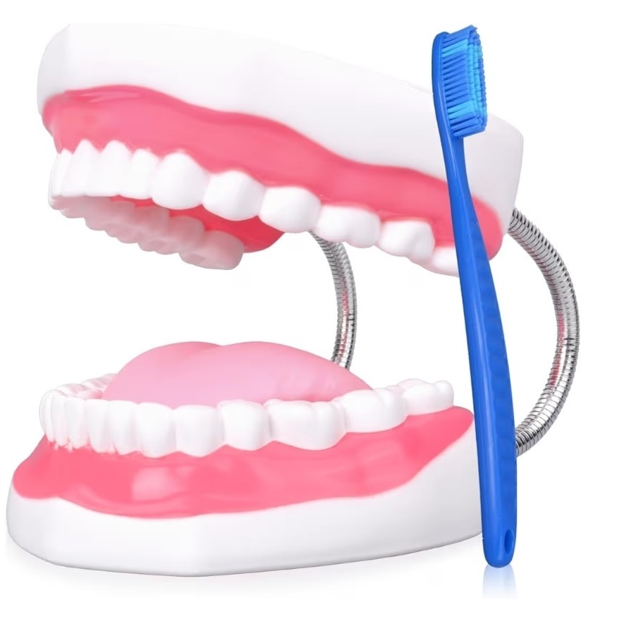 Mouth Model Metal Hinge for Speech Therapy, Brushing Teaching Dental Teeth Model