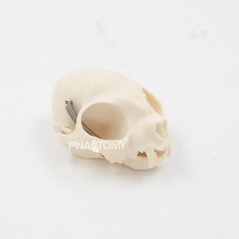 1:1 Animal Anatomy Model Simulation Canine Cat Skull Teeth Model Pet Anatomy