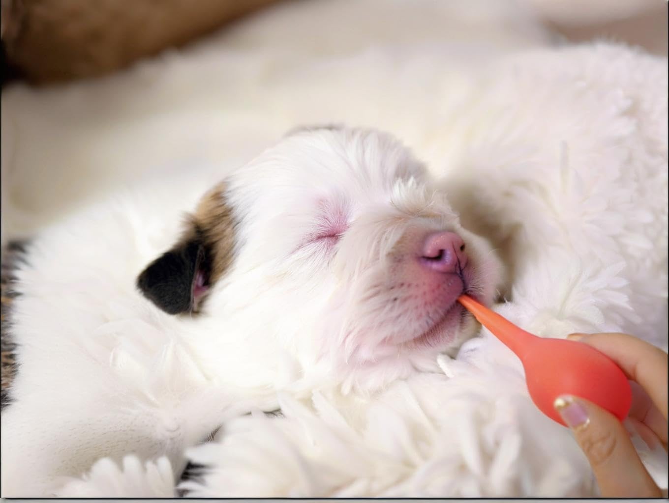Yiqianhome 11pcs Puppy Kitten Feeding Tube Kit for Small Animals and clear