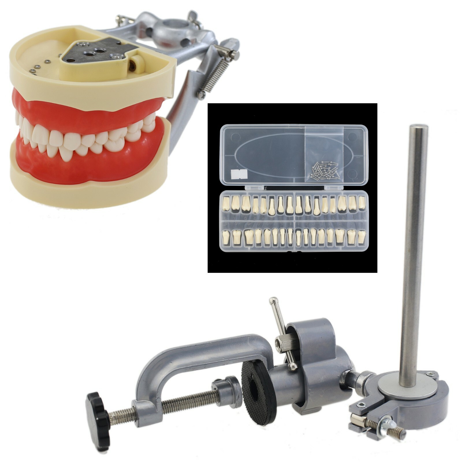 Dental Typodont Model Replacement 32PCS Teeth Mounting Pole Kilgore Nissin 200