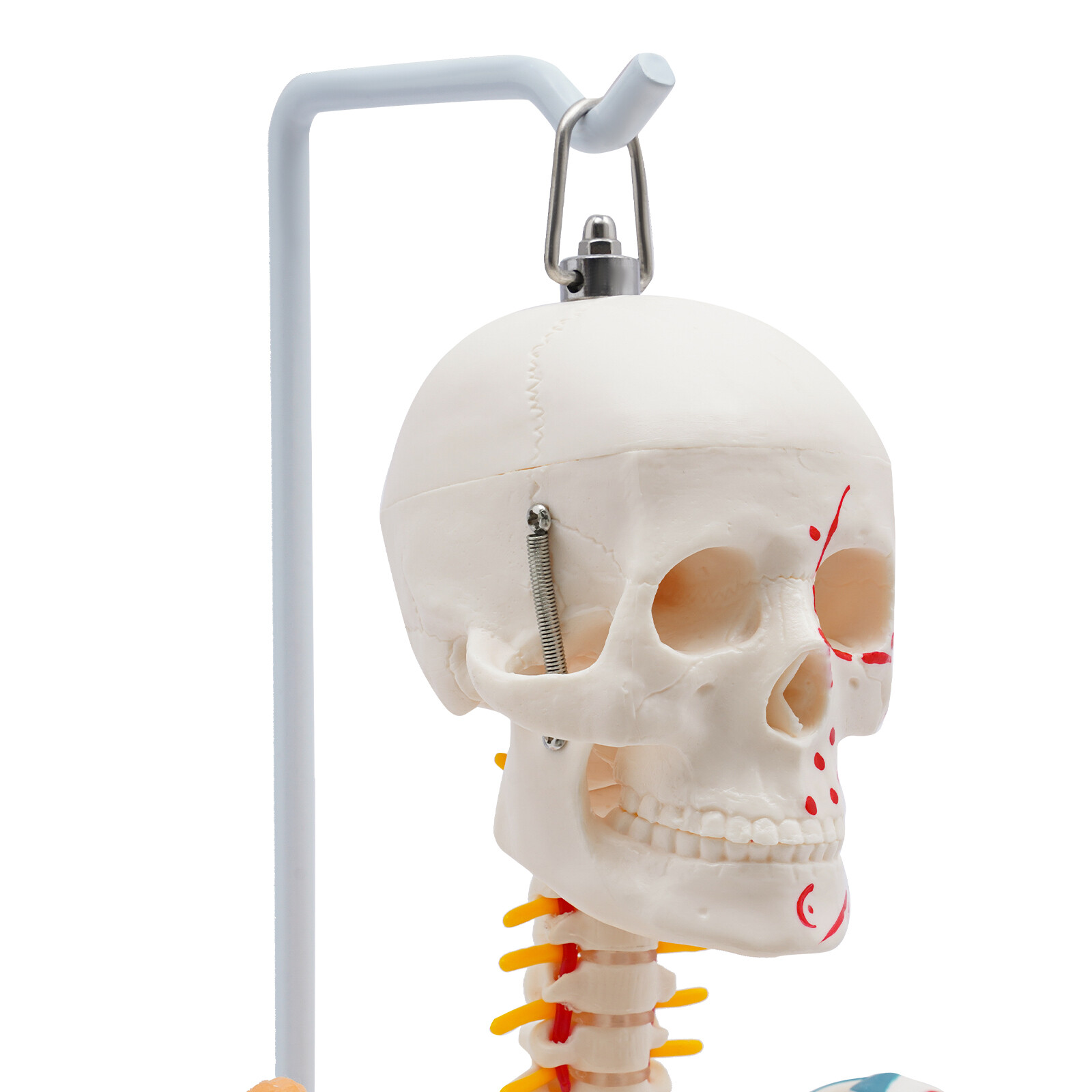 85cm Hanging Style Human Skeleton Model Includes Joint Ligaments For Doctor