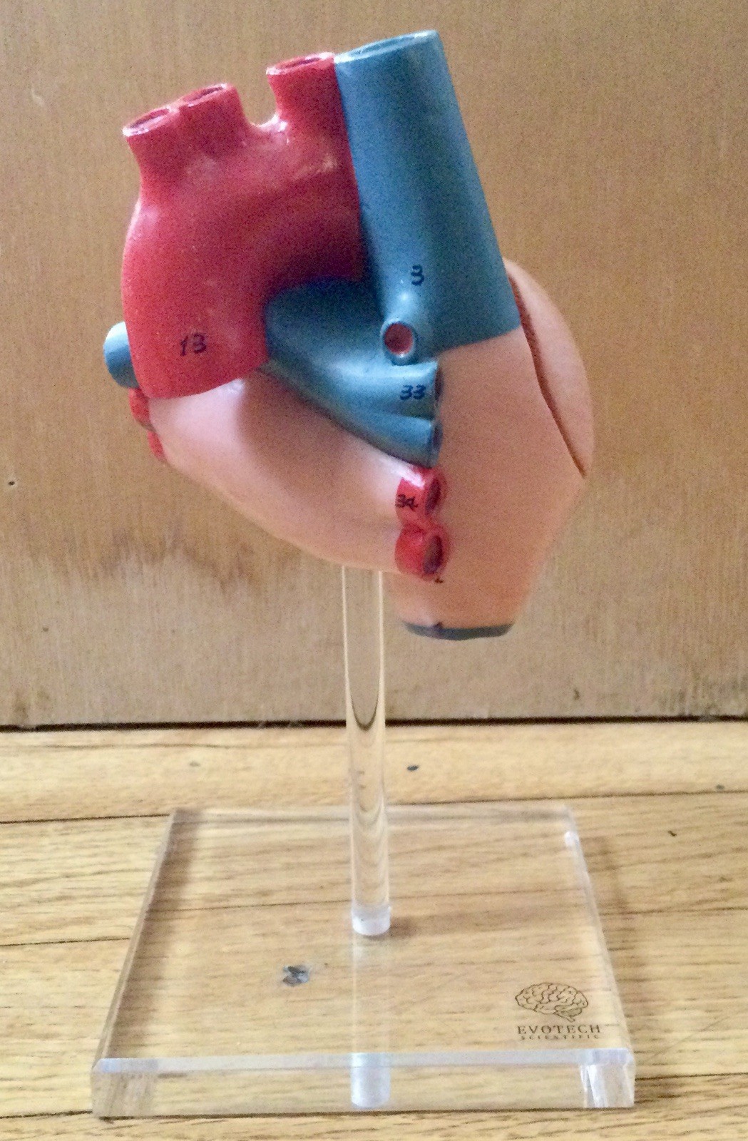 EVOTECH Scientific Anatomical Heart Model Dissectible Educational Display