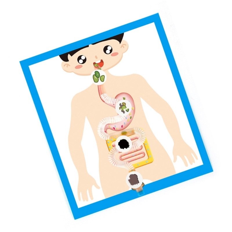 Educational Digestive System Model Digestive Organ Anatomy Model Teaching Tool