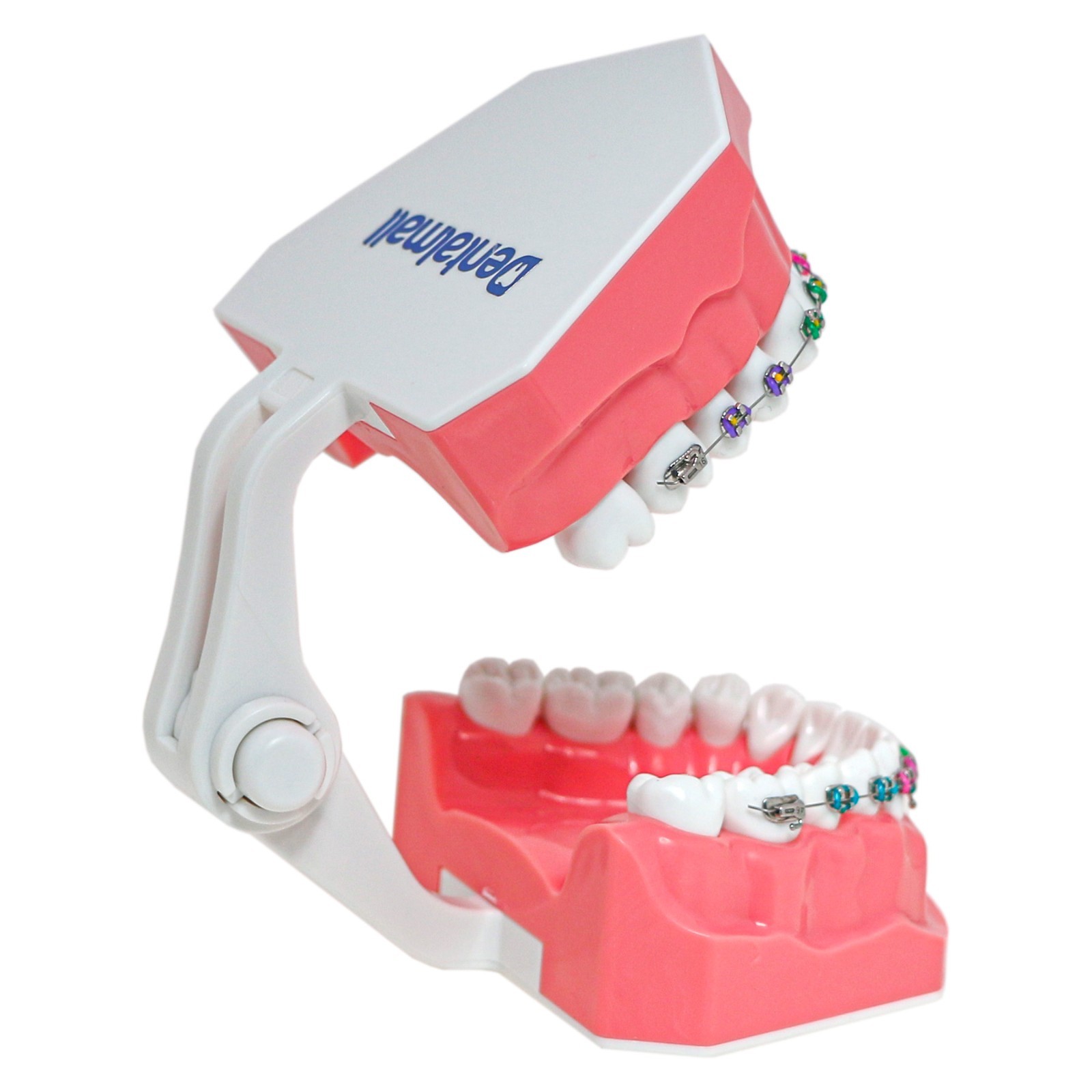 US Dental Typodont 1:1 Teeth Model with/without Orthodontic Brackets Brushing