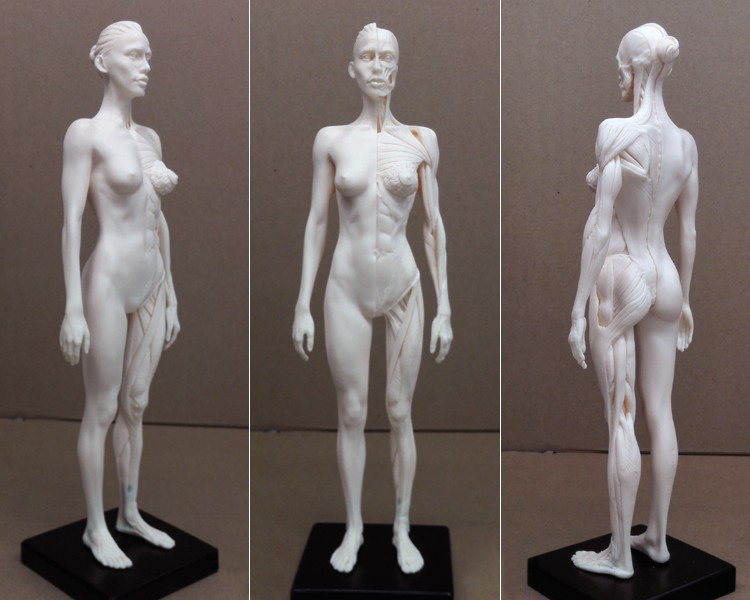 30cm Human Skeleton Anatomical Model Female Anatomy Skul Muscle Bone Women White