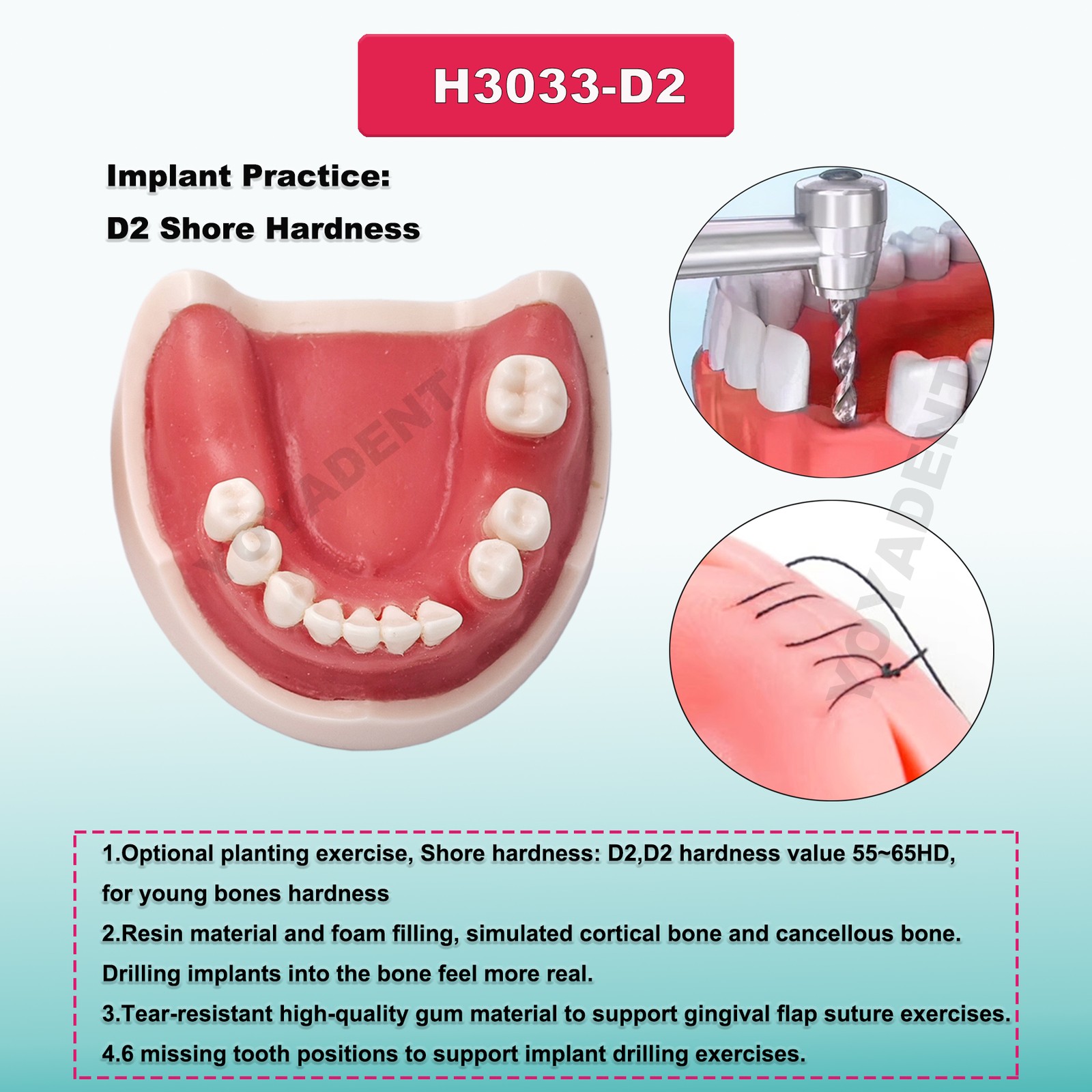 US Dental Teeth Model Gum Periodontitis Suture Drilling Training Dentistry Demo