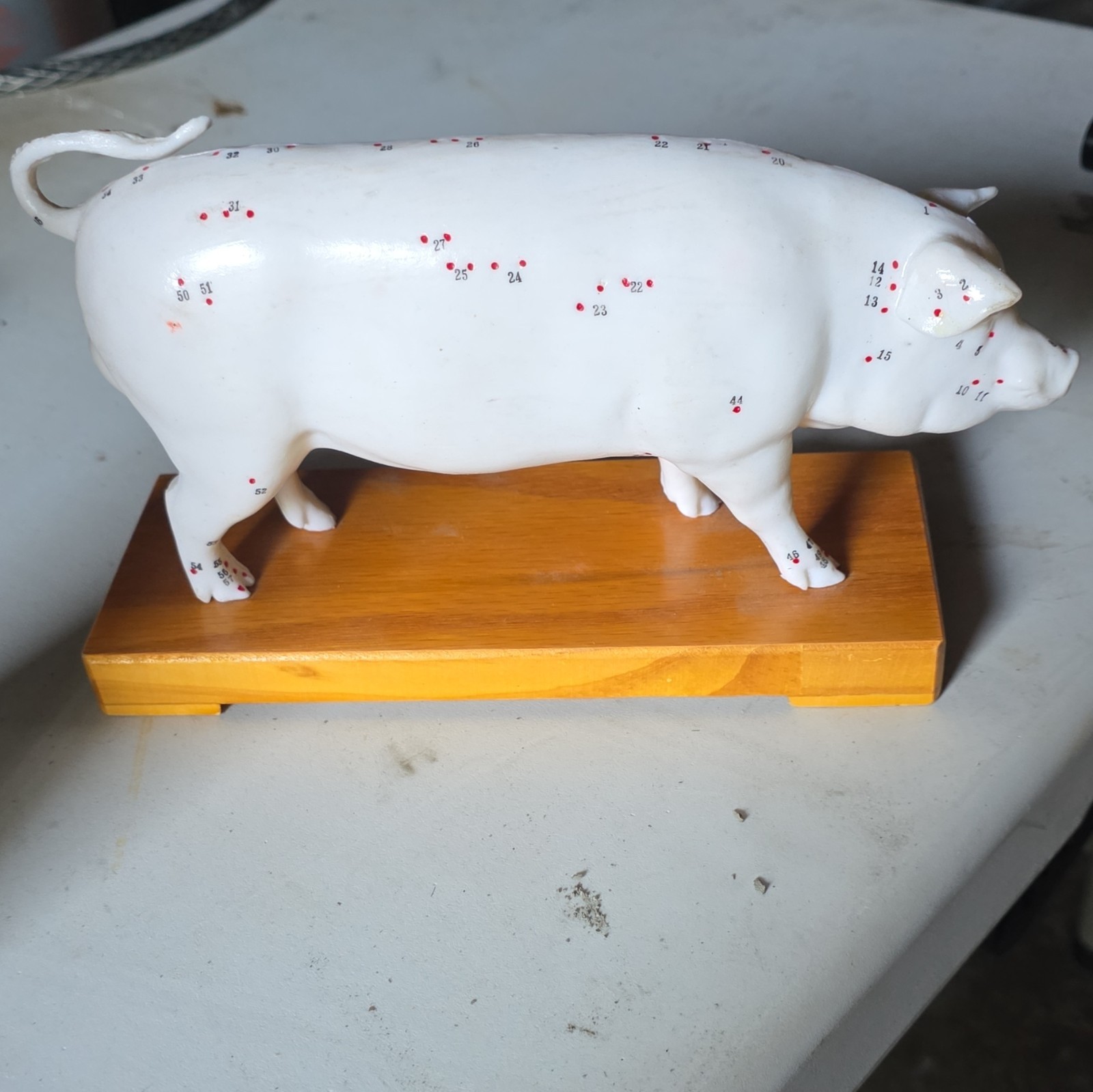 Pig Anatomical Model w/ Removable Internal Organs on Wood Base for Veterinary