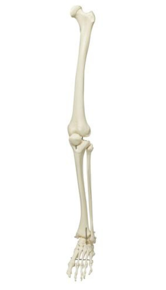 3B Scientific XA011 Spare Leg Left, for A10, A10/1, A12, A12/1, A15 and A15/2