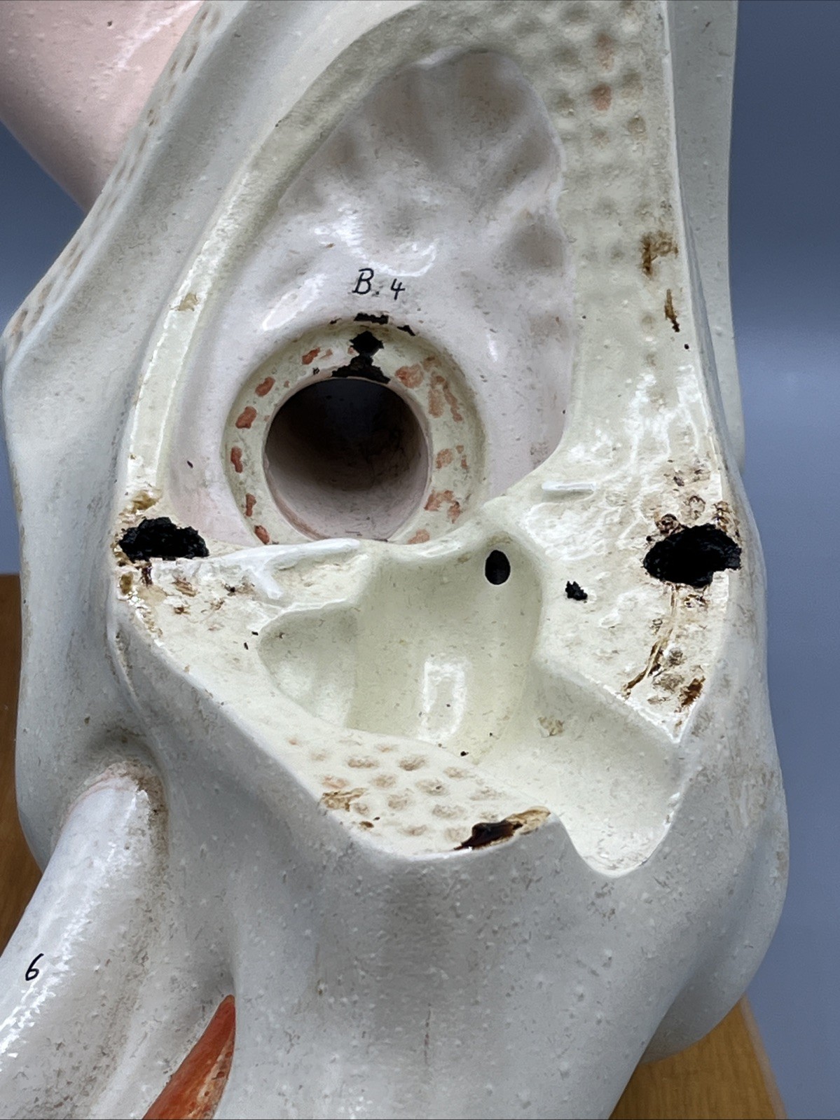 Denoyer Geppert Large Ear Anatomical Teaching Model Vintage