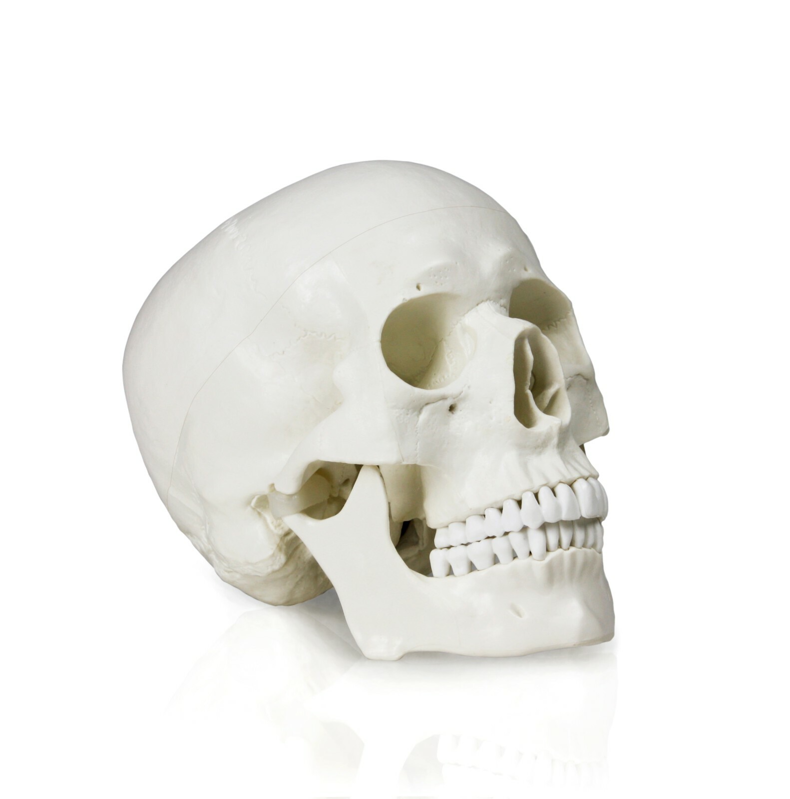 Vision Scientific VAL207-A Life-Size Human Skull | 3 Parts | Medical Grade