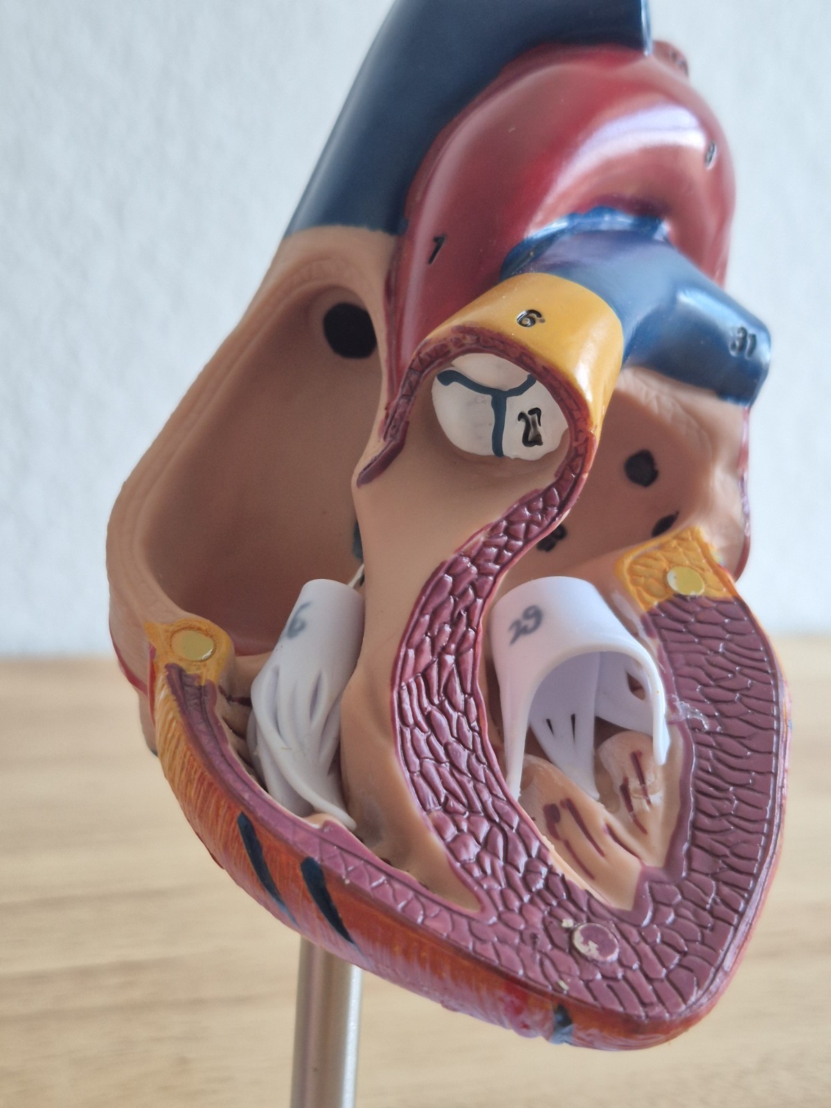 Human Heart Model, Anatomically Accurate Numbered 2-Part Life Size Heart Medical