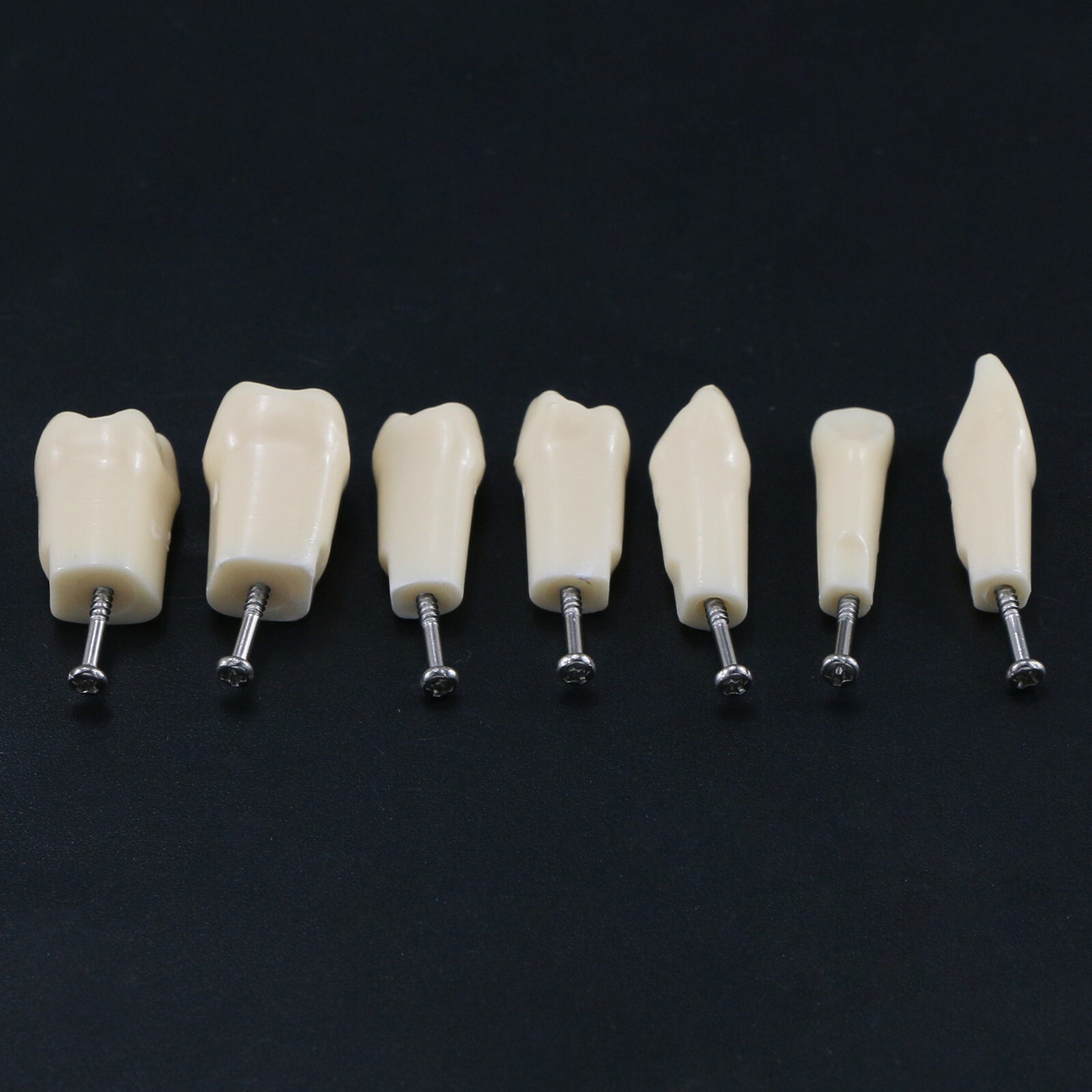 Dental Replacement Screw-in Teeth Typodont Model fit Kilgore NISSIN 200/500 Type