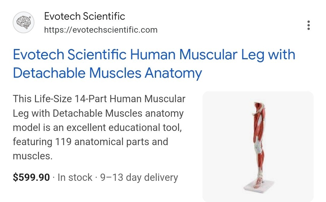 Evotech Scientific Human Leg with Detachable Muscles Anatomy Model, Life Size