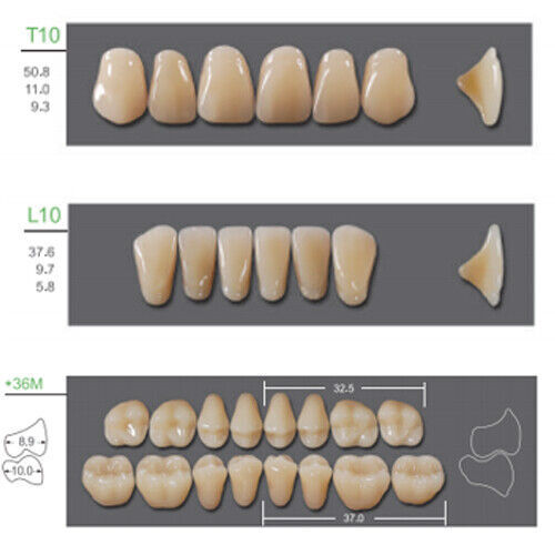 Huge Kaili Synthetic Polymer False Teeth Shade B1 Full Set: 28 teeth/set 4 sets