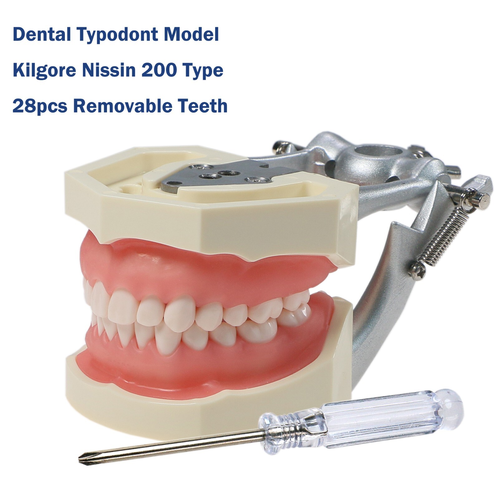 US Dental Typodont Model With Mounting Pole Fit Kilgore Nissin 200 Columbia Type