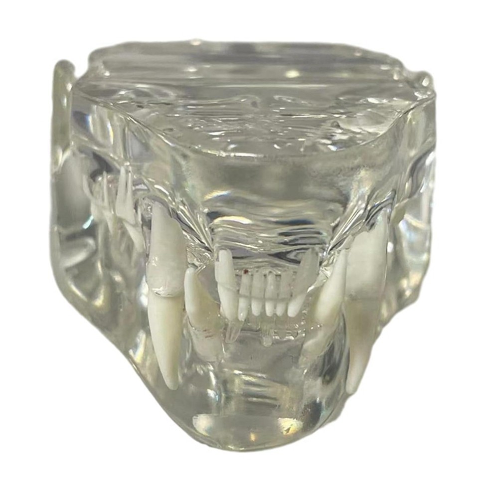 Transparent Teeth Anatomical Model Dental Animals Oral Tooth Jaw for9633