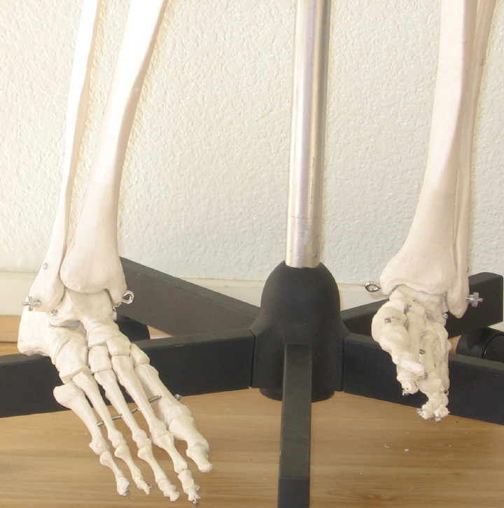 Life size human skeleton anatomical model 5’7″ medical dental student teaching