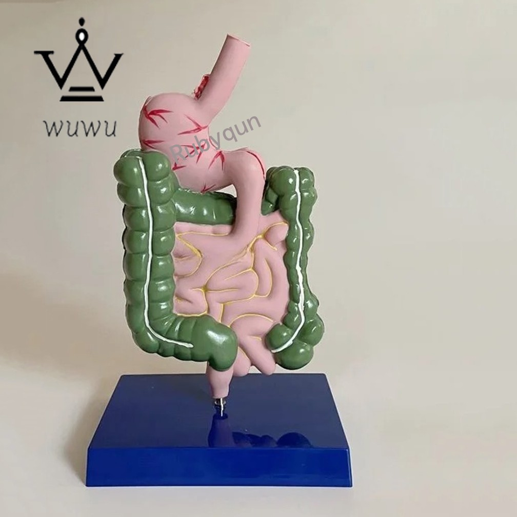 Human Digestive System Model Stomach Esophagus Stoh Large Small Intestine Ileum