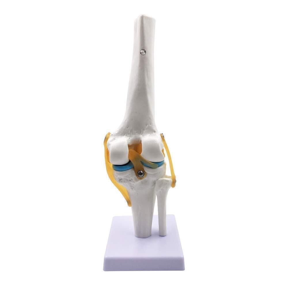 Premium Medical Quality, Shoulder Model, Spine Model, Knee Model, 95% Anatomical