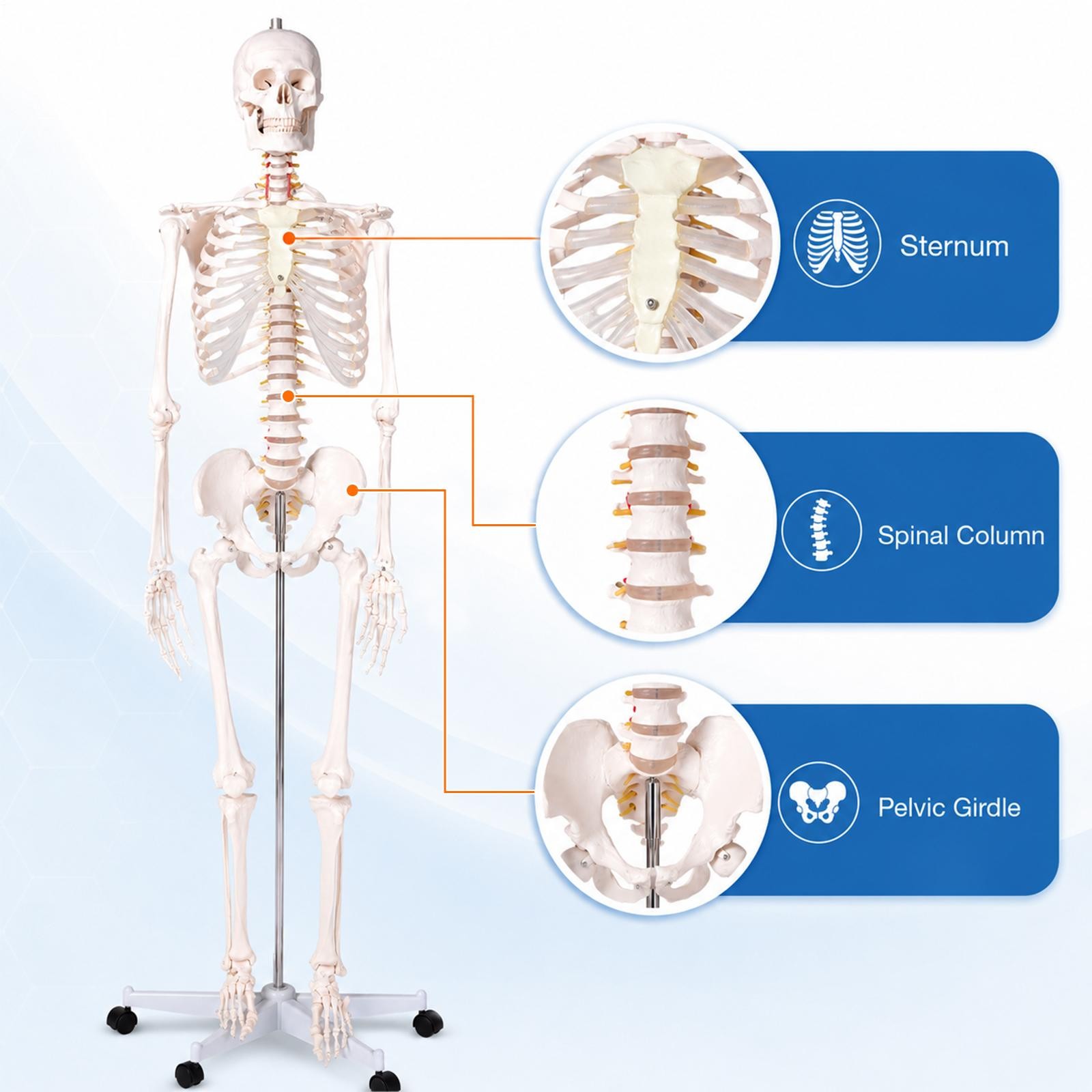 Human Skeleton Model Anatomical Skeleton Life Size