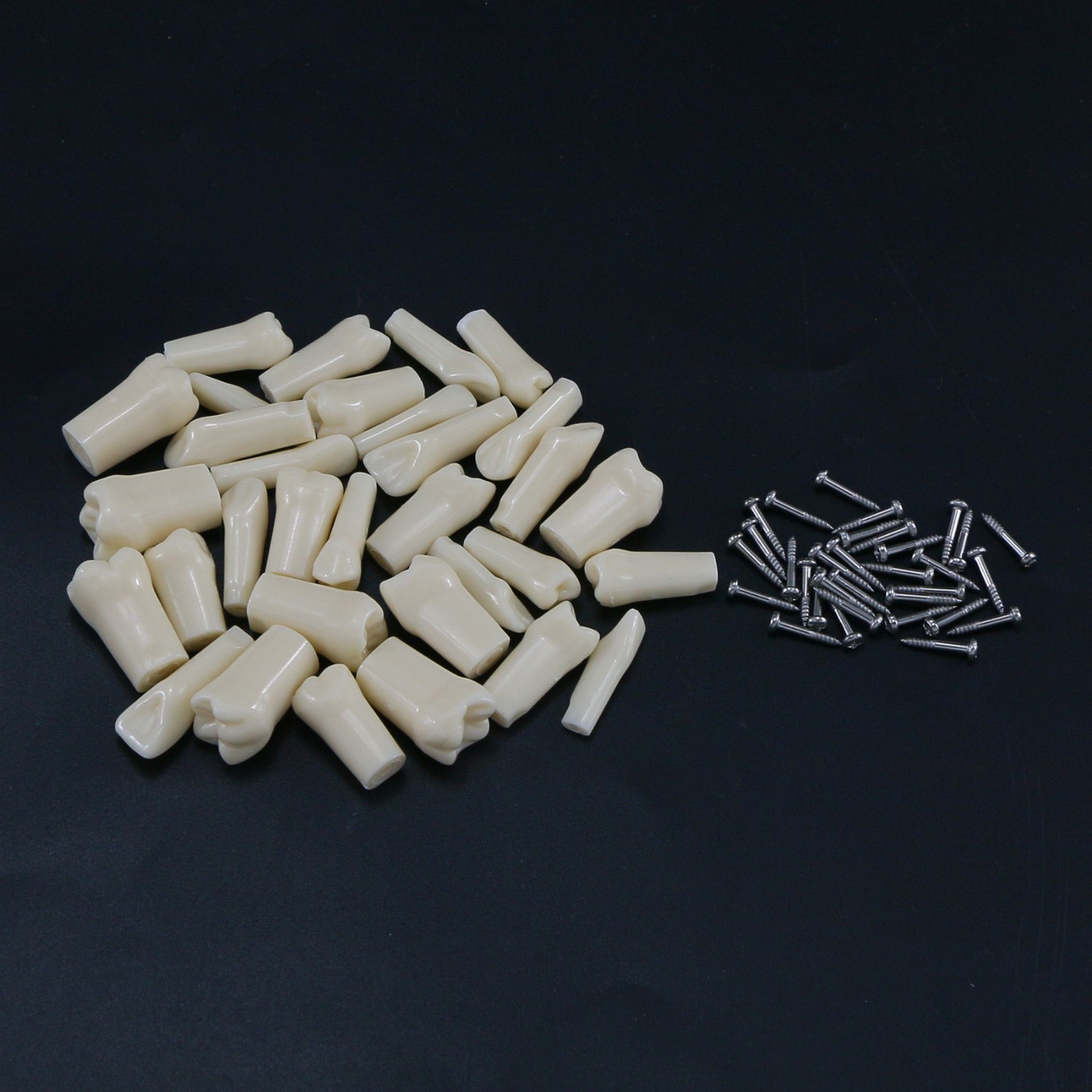 US Dental Typodont Model with 32pcs Removable Teeth fit Kilgore NISSIN 200 Type