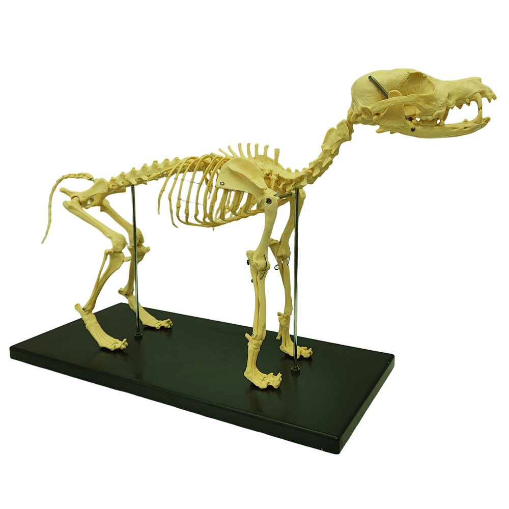 Canine Skeleton Model PVC Dog Model Bones Standard Size Education Display Model