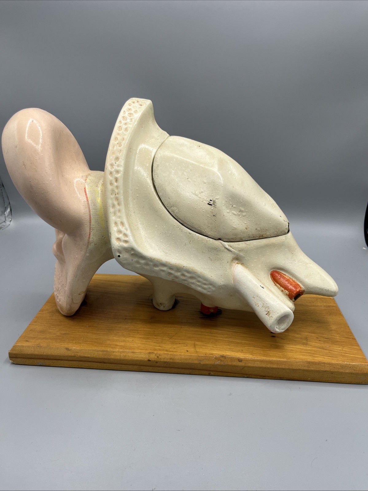 Denoyer Geppert Large Ear Anatomical Teaching Model Vintage