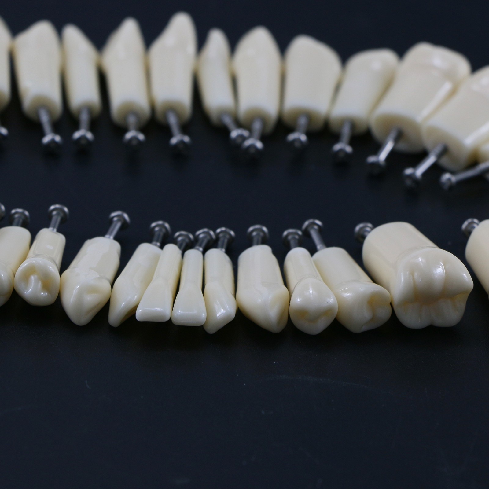 US Kilgore Nissin 200/500 Type Dental Typodont Model Removable Teeth & Screws